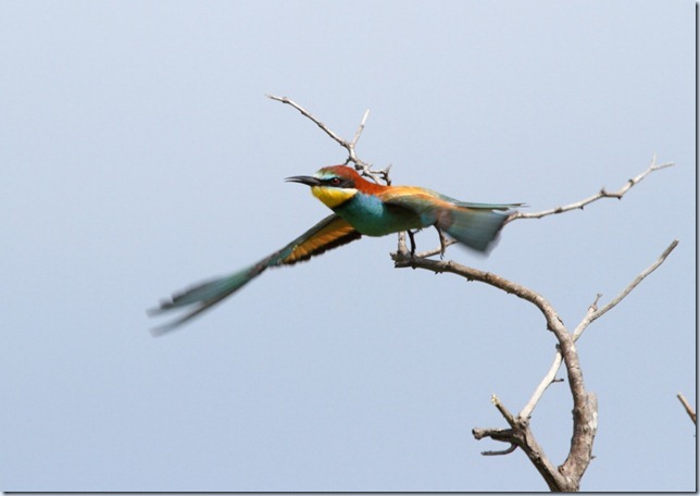 bee-eater3