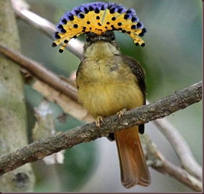 Amazing Animal Pictures Amazonian Royal Flycatcher (4)