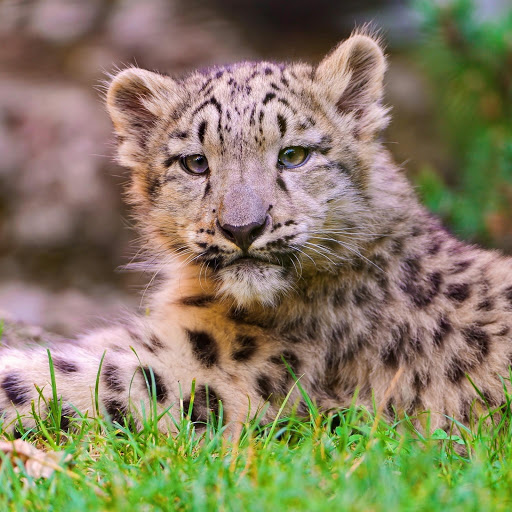 Hd-174473-ascw174473