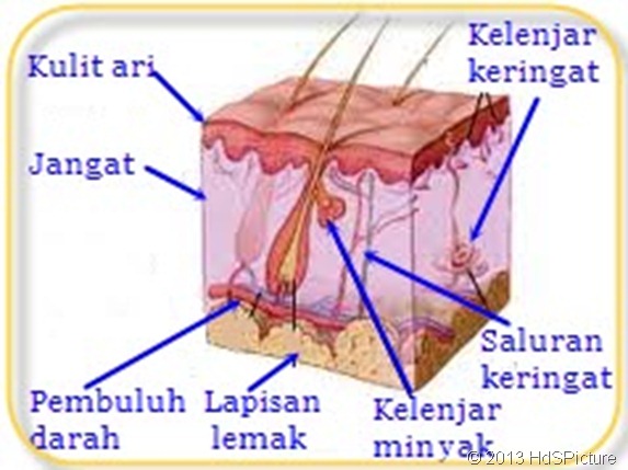 anatomi kulit Bahasa Indonesia