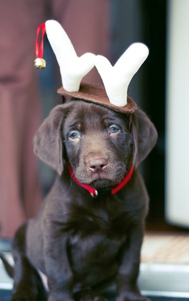 [perro%2520gorritos%2520navidad%2520%252824%2529%255B5%255D.jpg]