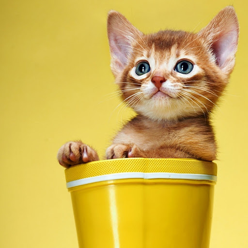 Hd-149438-ascw149438