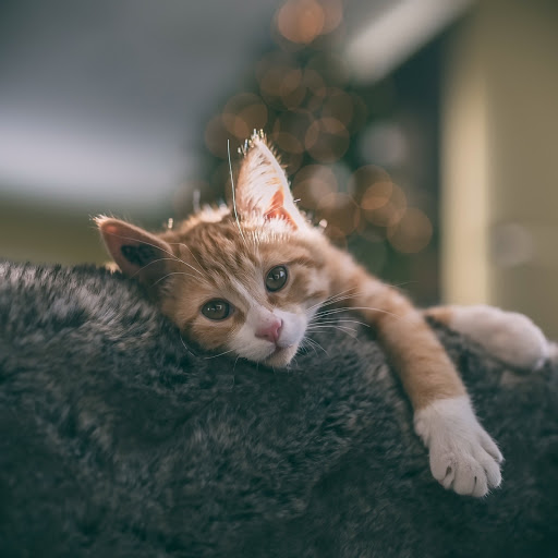 Hd-190814-ascw190814