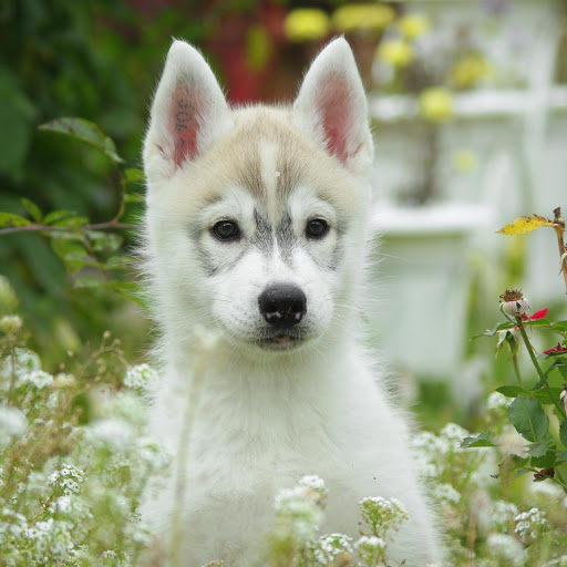 Hd-179038-ascw179038