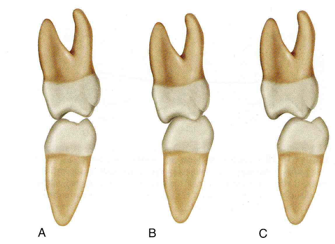 Mrs D's Dental Technology space for student Tooth Contact