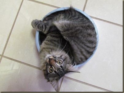 Baxter in water bowl