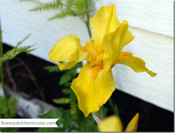 bright yellow iris