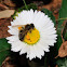 Iberian honey bee, abeja ibérica