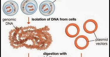 genomic library