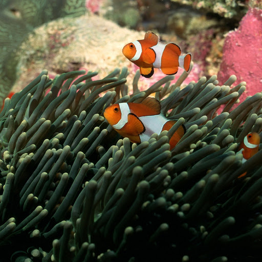 Hd-142590-ascw142590