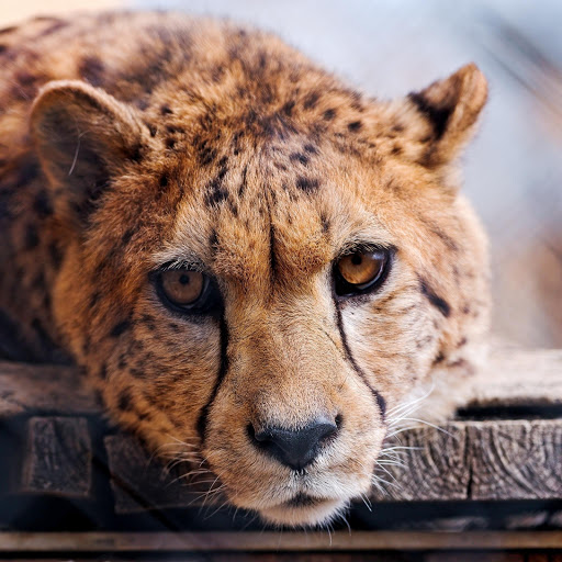 Hd-174472-ascw174472