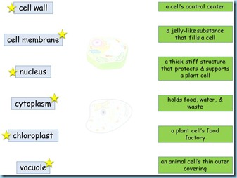 Plant & Animals Cells PowerPoint - 1+1+1=1