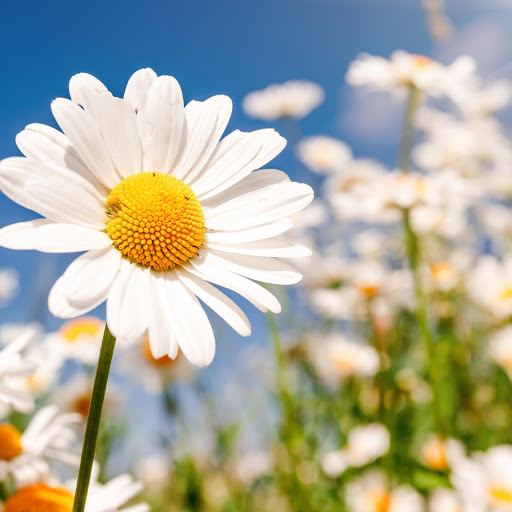 Hd-180497-ascw180497