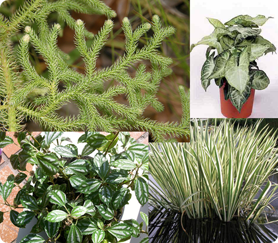 plantas plantas