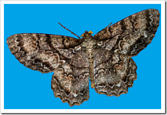 moth7 moth7