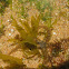 Common brittle star