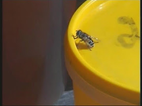 Медовый Спас Медовый Спас