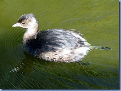 6320 Texas, South Padre Island - Birding and Nature Center guided bird walk - Pied-billed Grebe