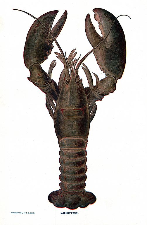 Lobster_NSRW.jpg