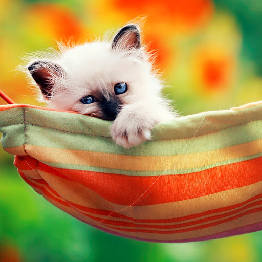 Hd-185985-ascw185985