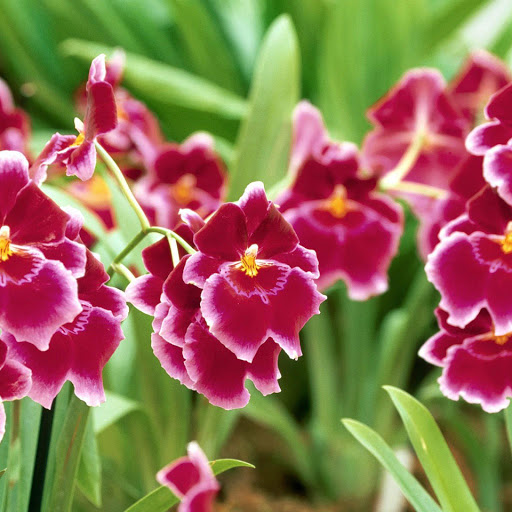 Hd-173602-ascw173602