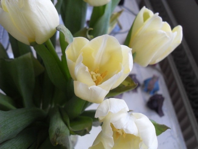 På mit bord står tulipaner