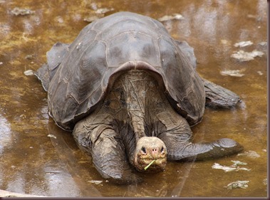 Amazing Animals Pictures Pinta Island tortoise (8)