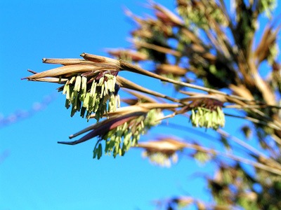 [bamboo_flower_MogensEngelund4.jpg]