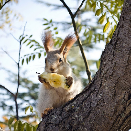 Hd-180071-ascw180071