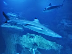 2015.01.25-066 requins