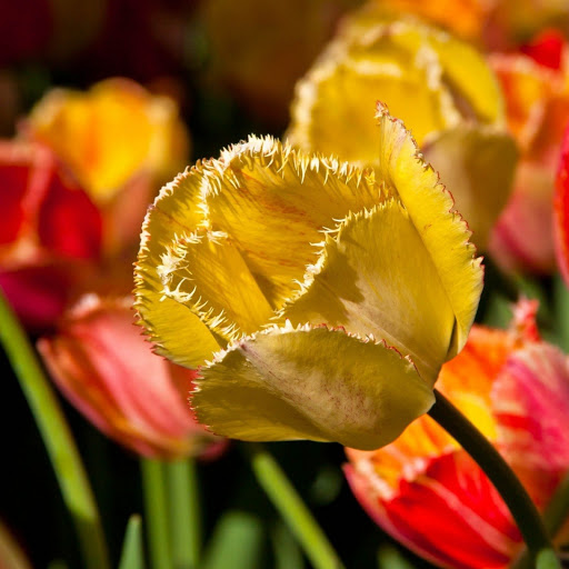 Hd-141228-ascw141228