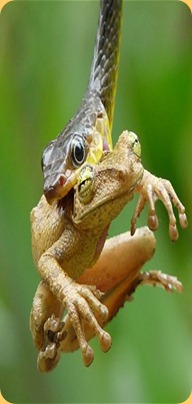 frog-_1837515b