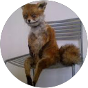 Image Google de Renard-Piquette .