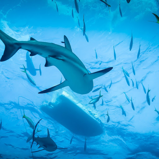 Hd-165502-ascw165502