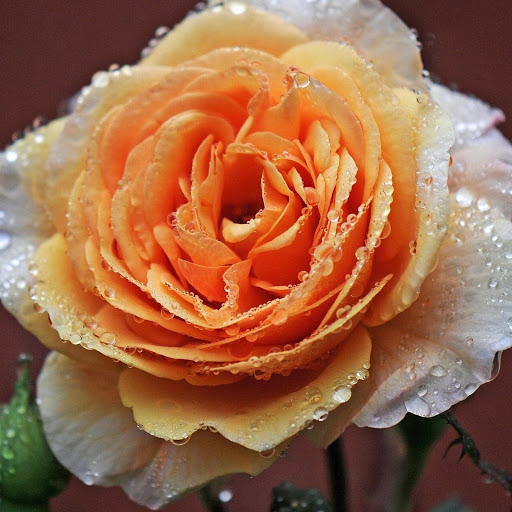 Hd-177102-ascw177102