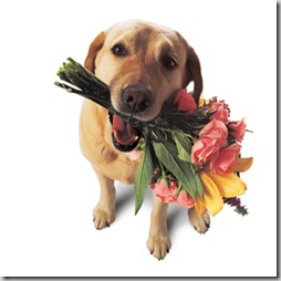 perros con flor (4)