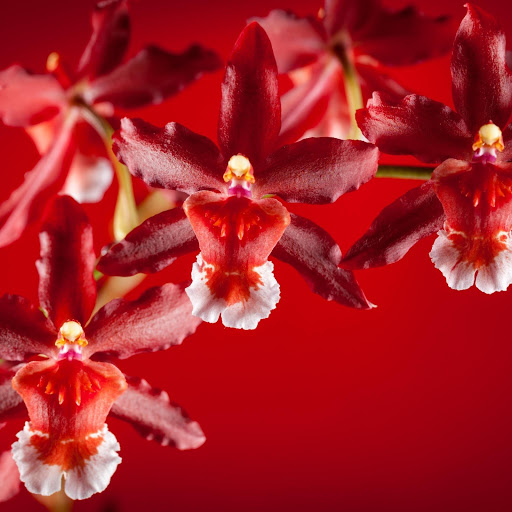 Hd-169206-ascw169206