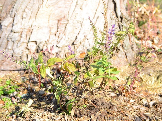 60-cent salvia in November