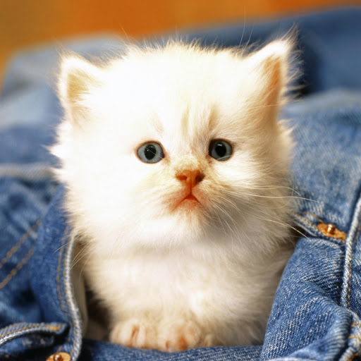 Hd-181316-ascw181316