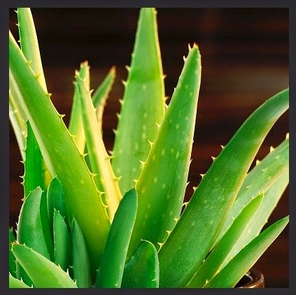 aloe plant