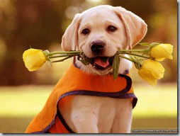 perros con flores (1)