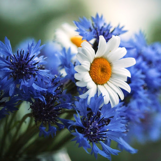 Hd-150368-ascw150368