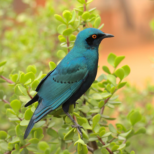 Hd-178004-ascw178004