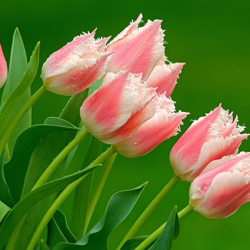 Hd-133441-ascw133441