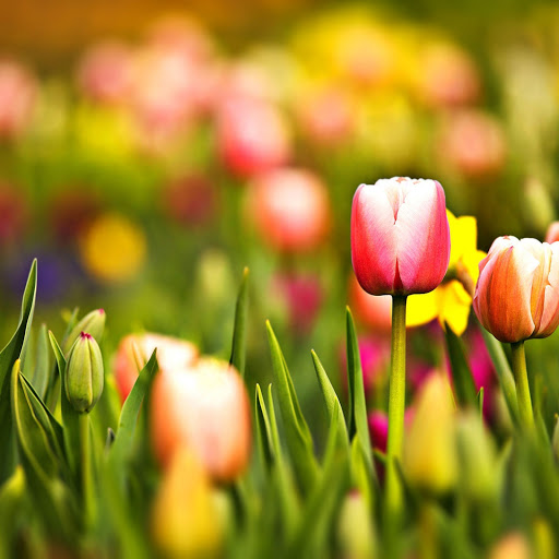 Hd-153842-ascw153842