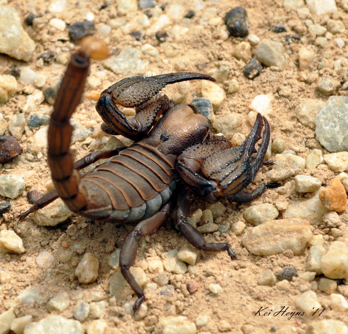 Digging Scorpion