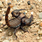 Digging Scorpion