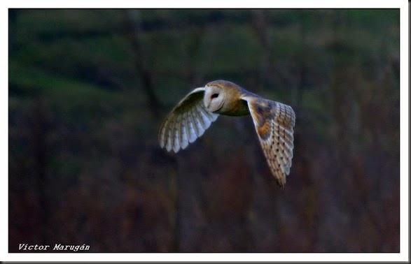 Lechuza común. 25-01-2013. Jaizubia (118). Capt.3,x28