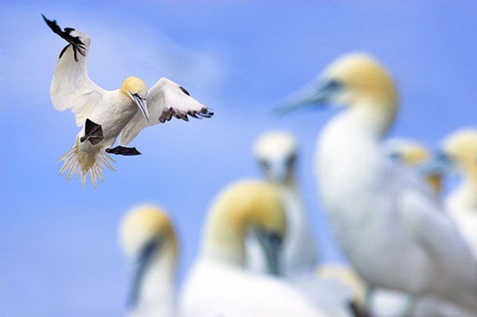 [ben-hall-gannet-in-flight%255B3%255D.jpg]