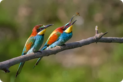 gruccione-Pair_of_Merops_apiaster_feeding gruccione-Pair_of_Merops_apiaster_feeding
